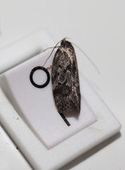 Philobota polypenthes