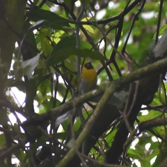 Caryothraustes poliogaster