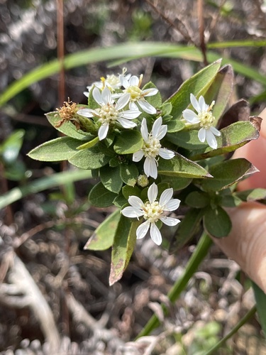 Aster baccharoides, photograph 5
