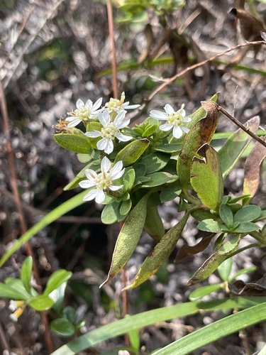 Aster baccharoides, photograph 4