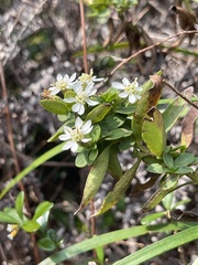 Aster baccharoides