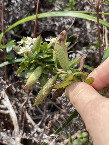 Aster baccharoides, photograph 3