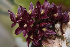 Catasetinae