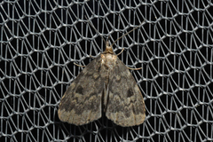 Parahypenodes quadralis