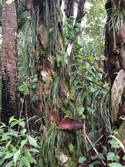 Vittaria lineata image