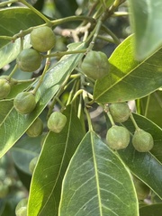 Acronychia pedunculata