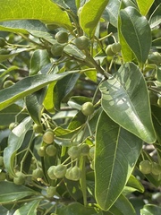 Acronychia pedunculata