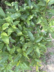 Acronychia pedunculata