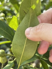 Acronychia pedunculata