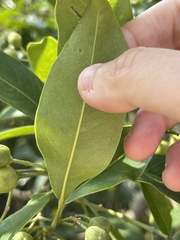 Acronychia pedunculata