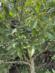 Acronychia pedunculata