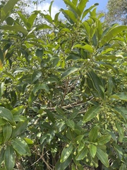 Acronychia pedunculata