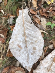 Magnolia macrophylla