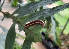 Argyrosticta decumana