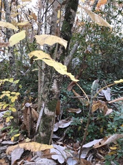 Magnolia macrophylla