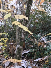 Magnolia macrophylla