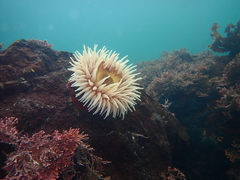 Urticina piscivora