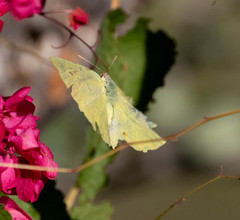 Phoebis agarithe fisheri