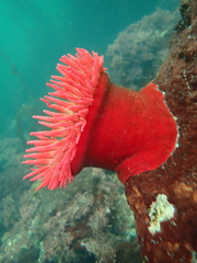 Urticina piscivora