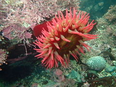 Urticina piscivora