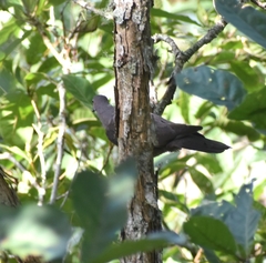 Patagioenas