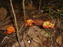 Hymenogloea papyracea