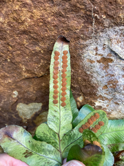 Polypodium scouleri image