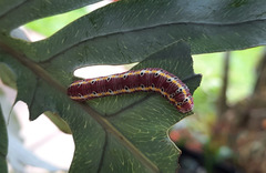 Argyrosticta decumana