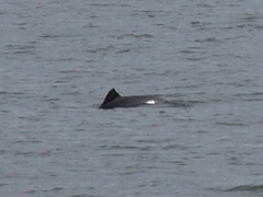 Phocoena phocoena vomerina