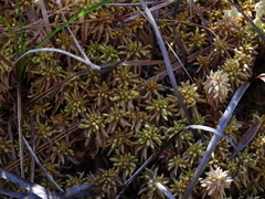 Sphagnum affine
