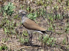 Vanellus melanopterus