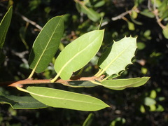 Quercus wislizeni frutescens