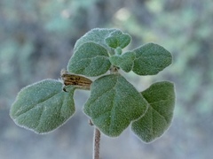 Clinopodium chandleri