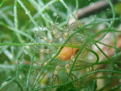 Cladonema radiatum