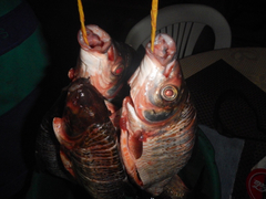 Prochilodus magdalenae