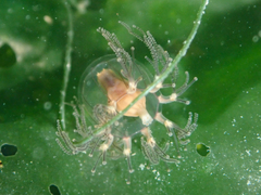 Cladonema radiatum