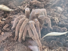 Selenocosmia crassipes