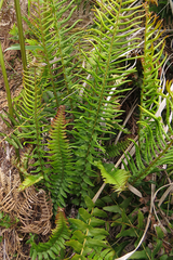 Blechnum australe