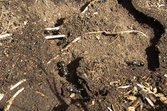 Camponotus punctulatus