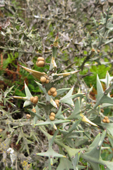 Colletia paradoxa