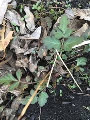 Geum canadense