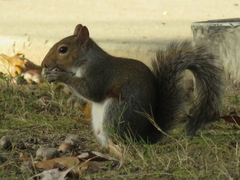 Sciurus carolinensis