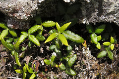 Doryopteris triphylla image