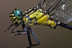 Hemigomphus