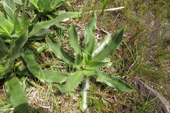 Eryngium serra