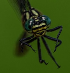 Hemigomphus