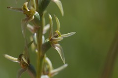 Prasophyllum suaveolens