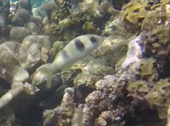 Parupeneus crassilabris