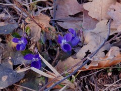 Viola odorata