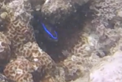 Chrysiptera leucopoma